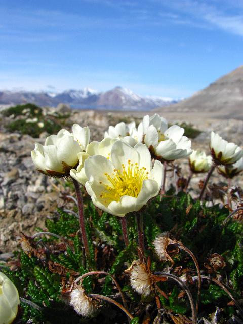dryas_octopetala_mathiesondalen_11thjuly 029.jpg - Deuxième objectif : participer à l'inventaire de la flore, laquelle compte environ 170 espèces au Svalbard.